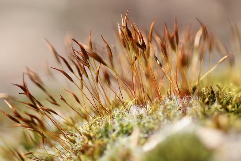 Mossy Details