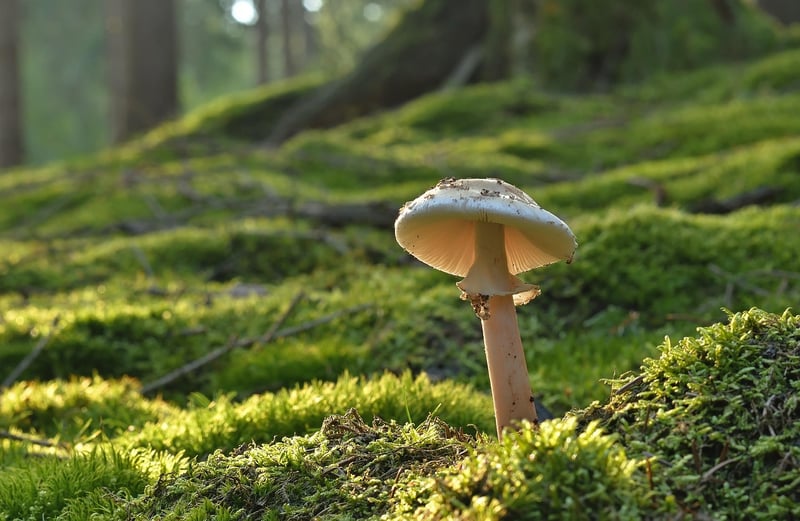 Mushroom Risotto